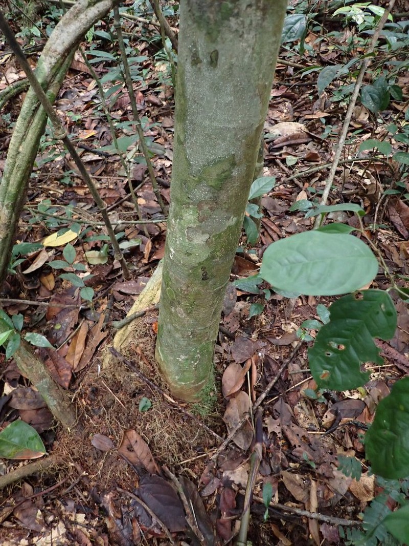 Pachylobus camerunensis