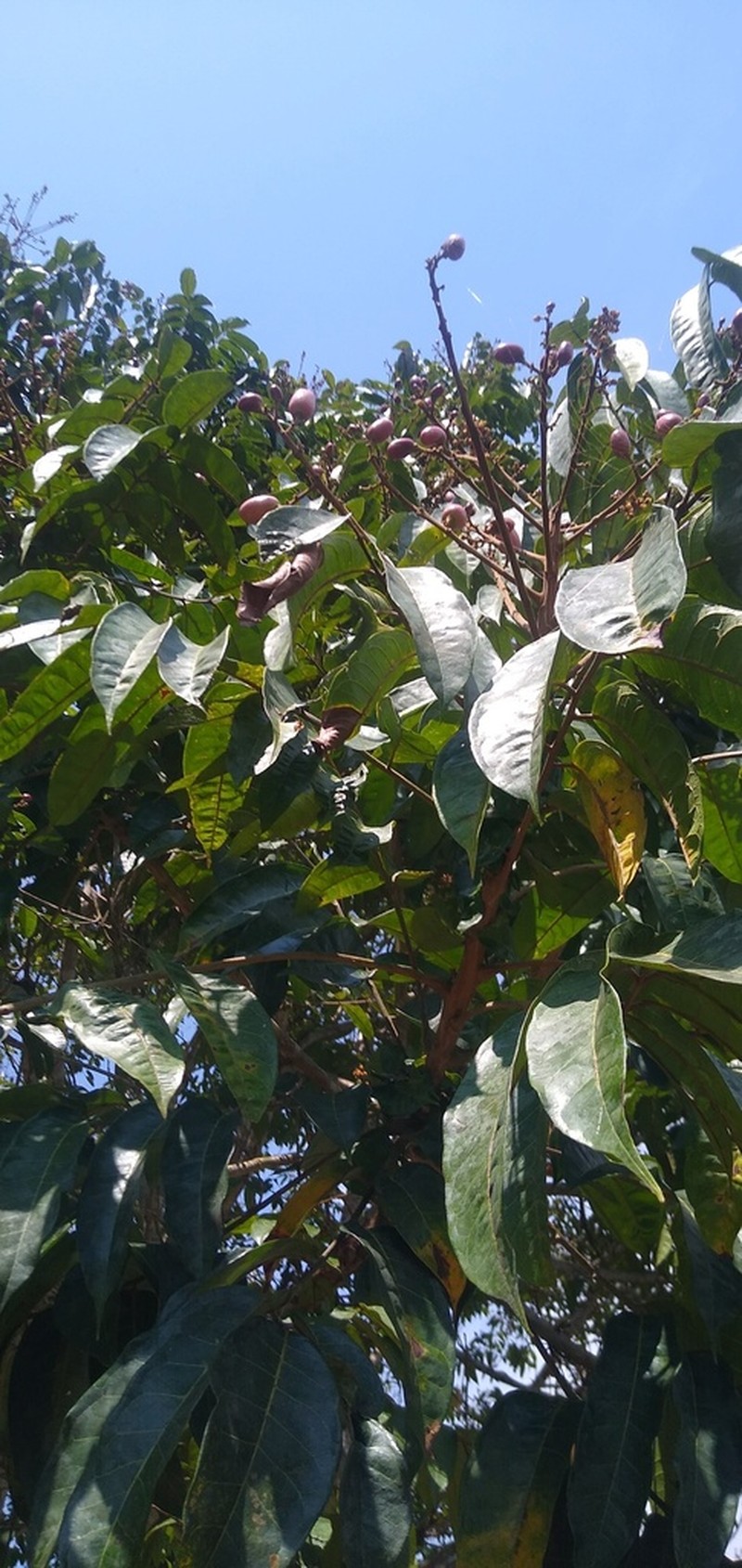 Pachylobus ebatom