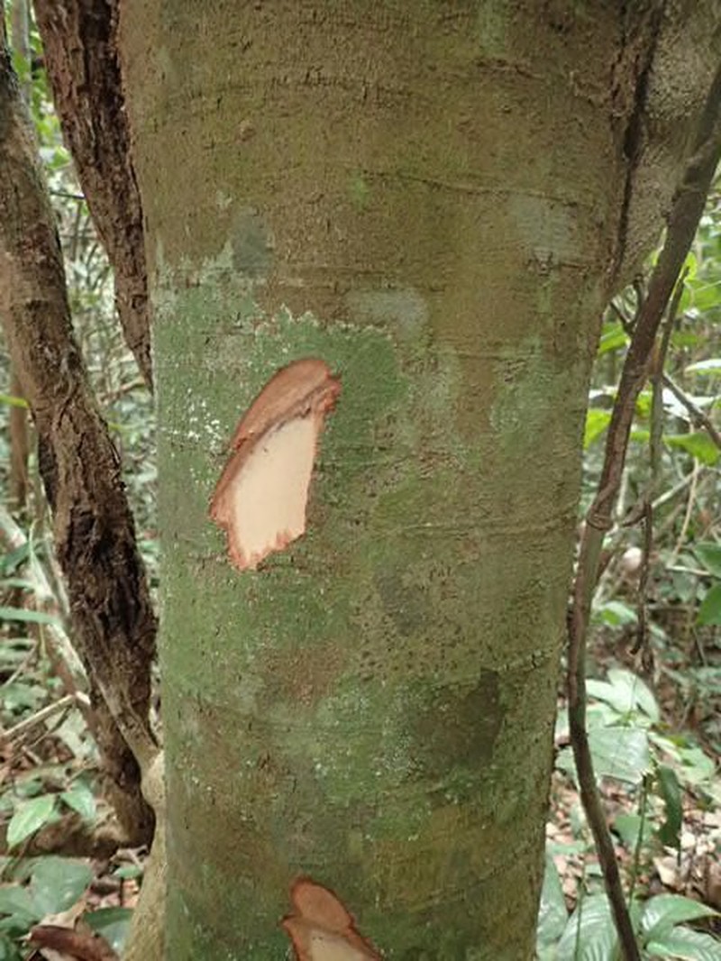 Pachylobus igaganga