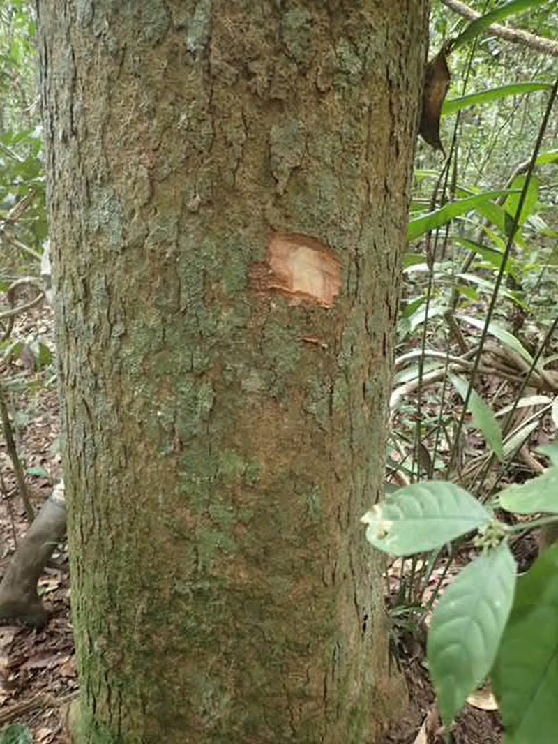 Pachylobus igaganga photo 2
