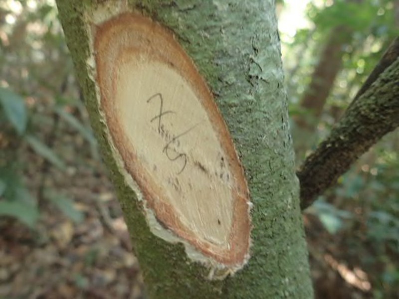 Pachylobus normandii