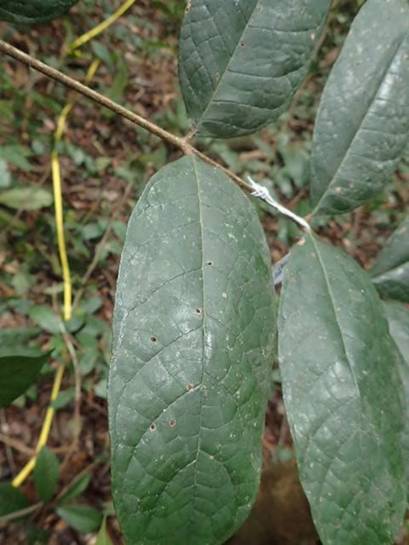 Pachylobus normandii photo 2