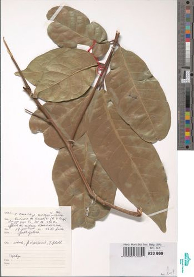 Pachylobus trapnellii