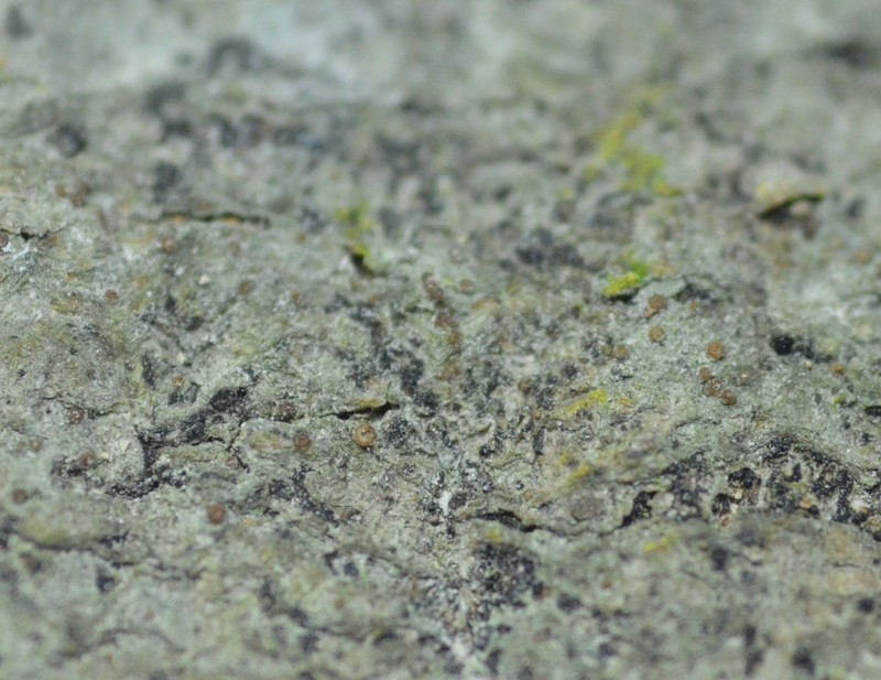 Pachyphiale Lichen