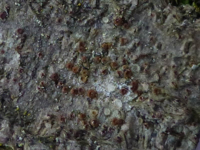 Pachyphiale Lichen photo 2