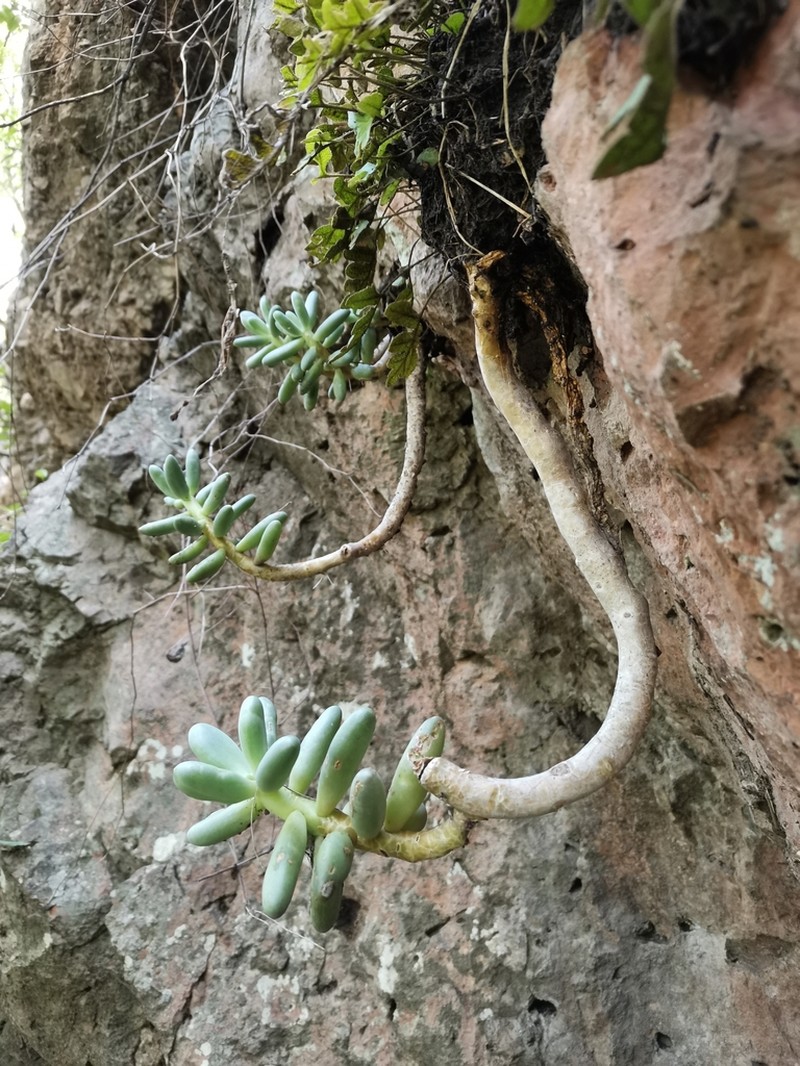 Pachyphytum confusum