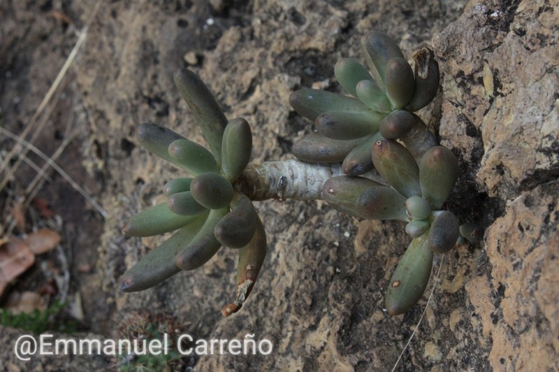 Pachyphytum confusum photo 2