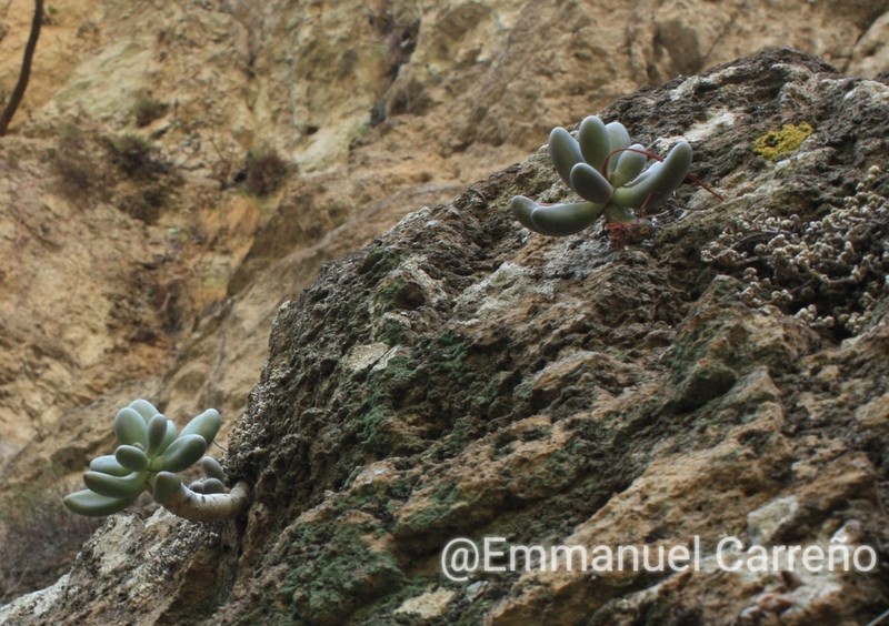 Pachyphytum confusum photo 3
