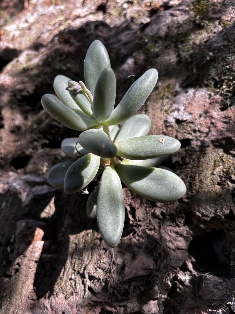 Pachyphytum confusum photo 6