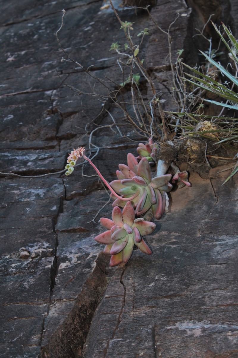 Pachyphytum odam photo 2