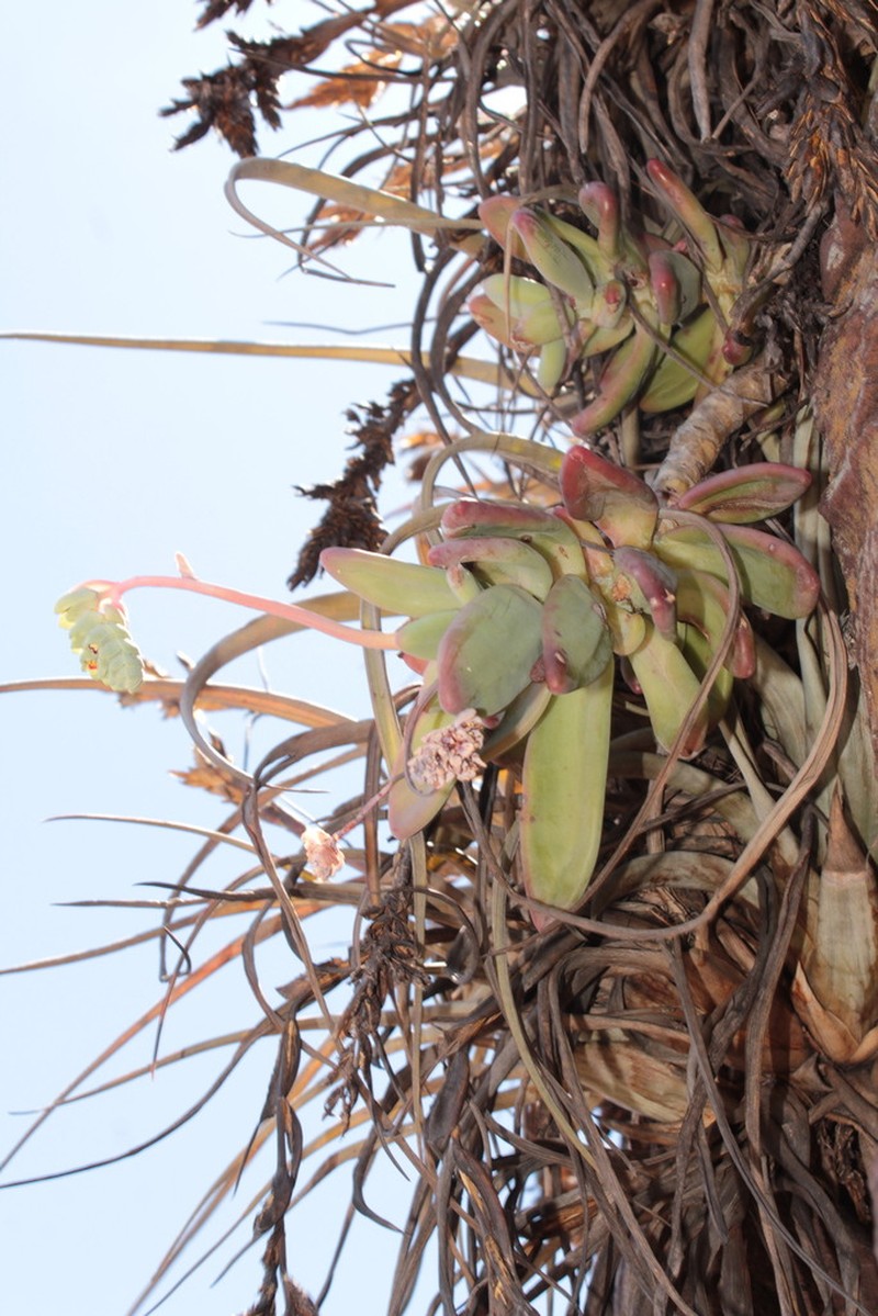 Pachyphytum odam photo 3