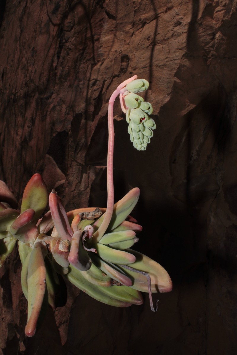 Pachyphytum odam