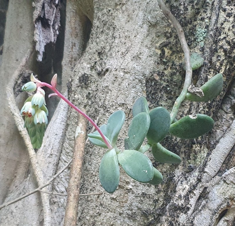 Pachyphytum rogeliocardenasii