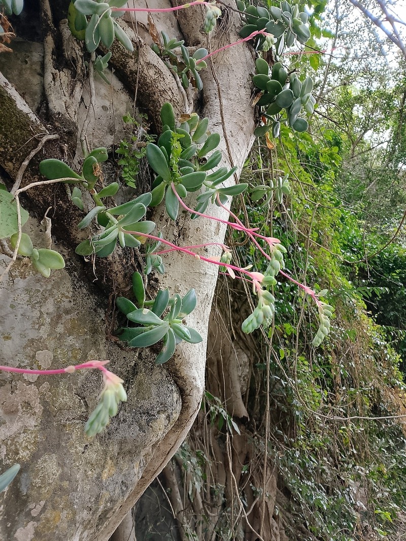 Pachyphytum rogeliocardenasii photo 2