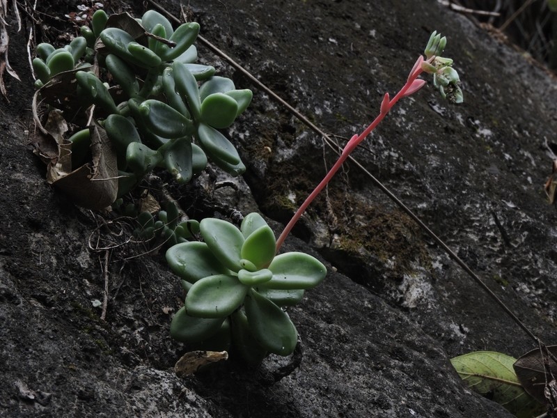 Pachyphytum rogeliocardenasii photo 4