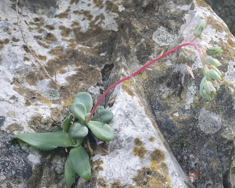 Pachyphytum rogeliocardenasii photo 5