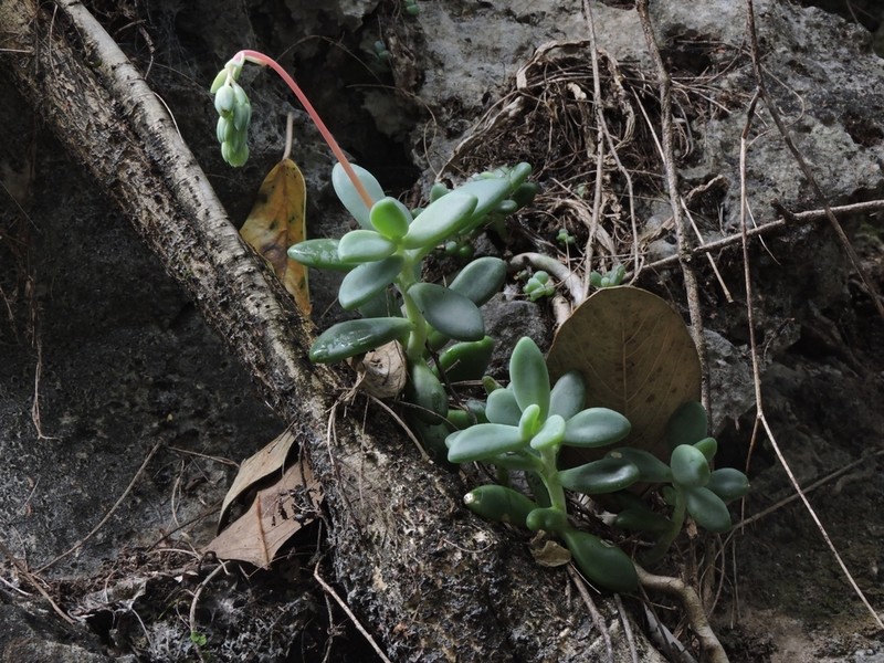Pachyphytum rogeliocardenasii photo 6