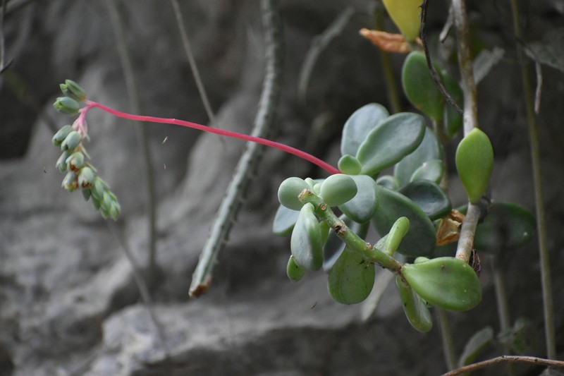 Pachyphytum rogeliocardenasii photo 7