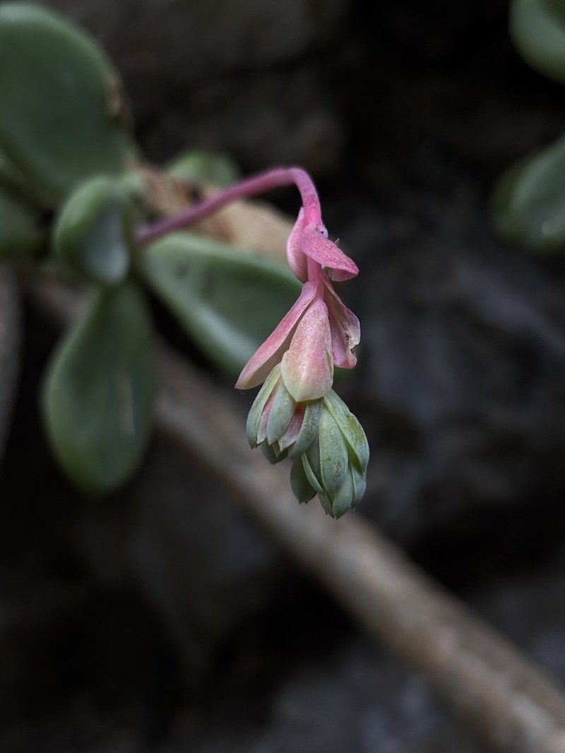 Pachyphytum rogeliocardenasii photo 8