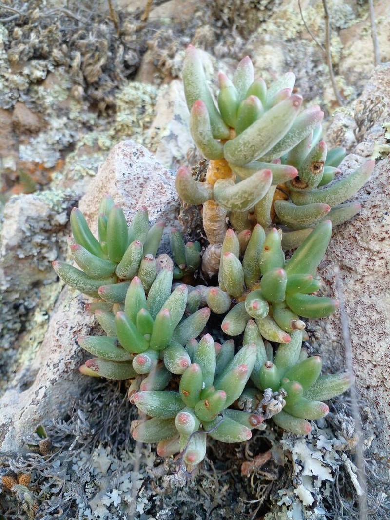 Pachyphytum viscidum