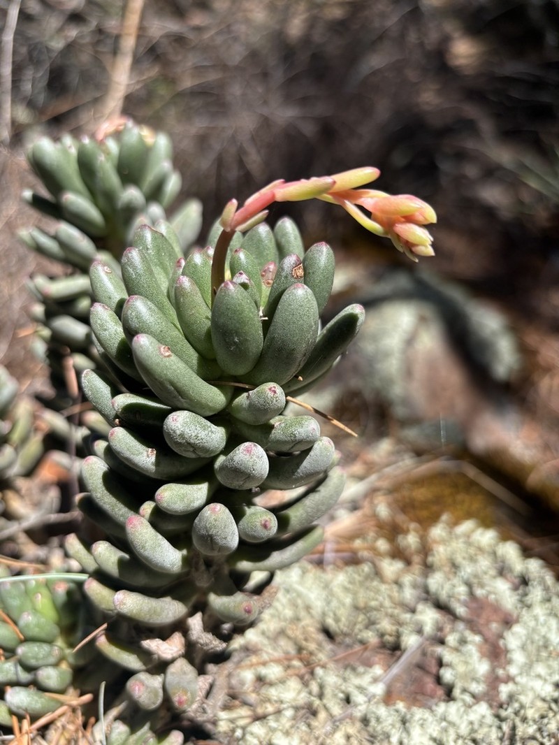 Pachyphytum viscidum photo 2