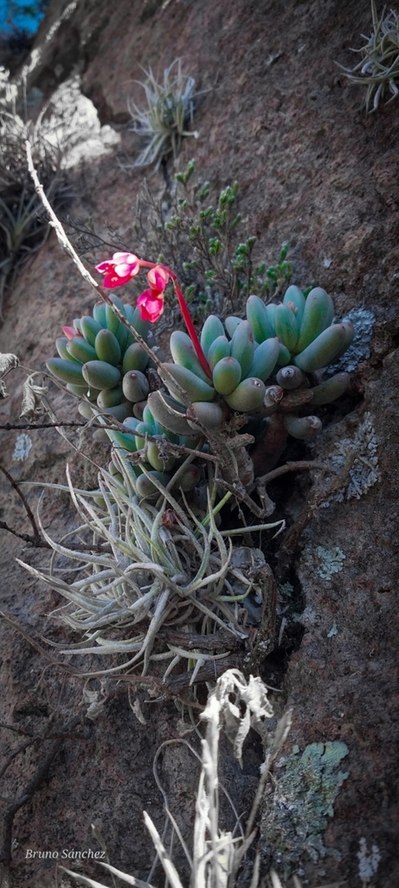 Pachyphytum viscidum photo 3