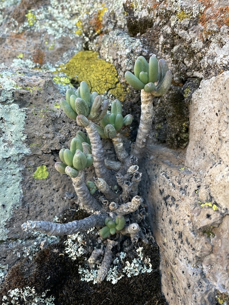 Pachyphytum viscidum photo 4