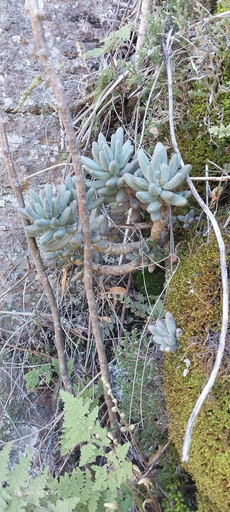 Pachyphytum viscidum photo 5