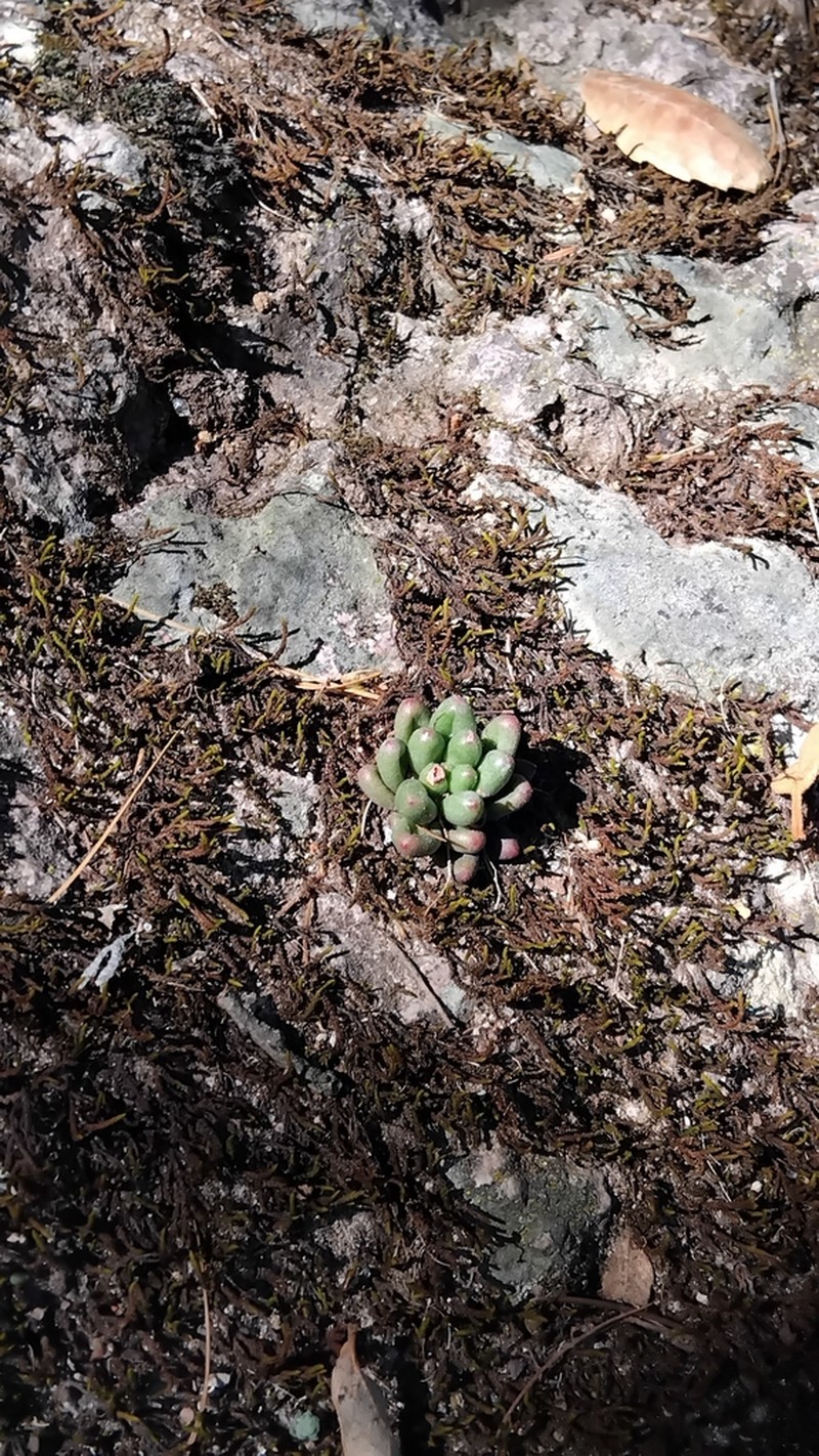 Pachyphytum viscidum photo 6