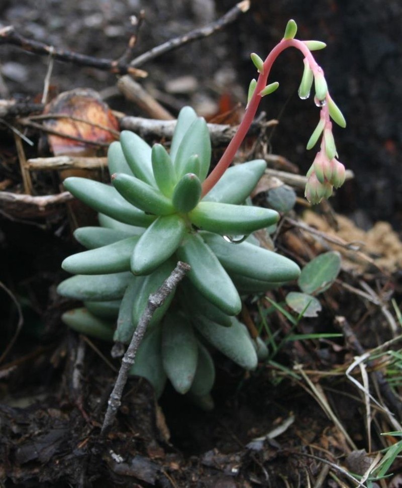 Pachyphytum viscidum photo 7
