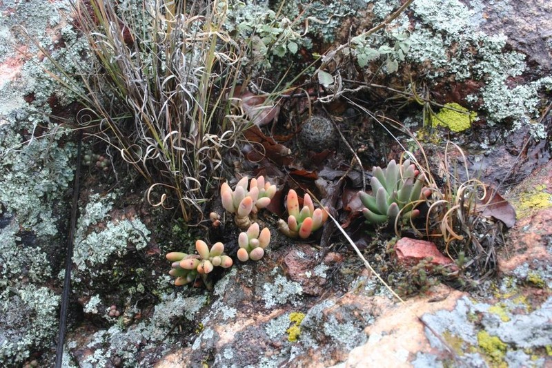 Pachyphytum viscidum photo 8