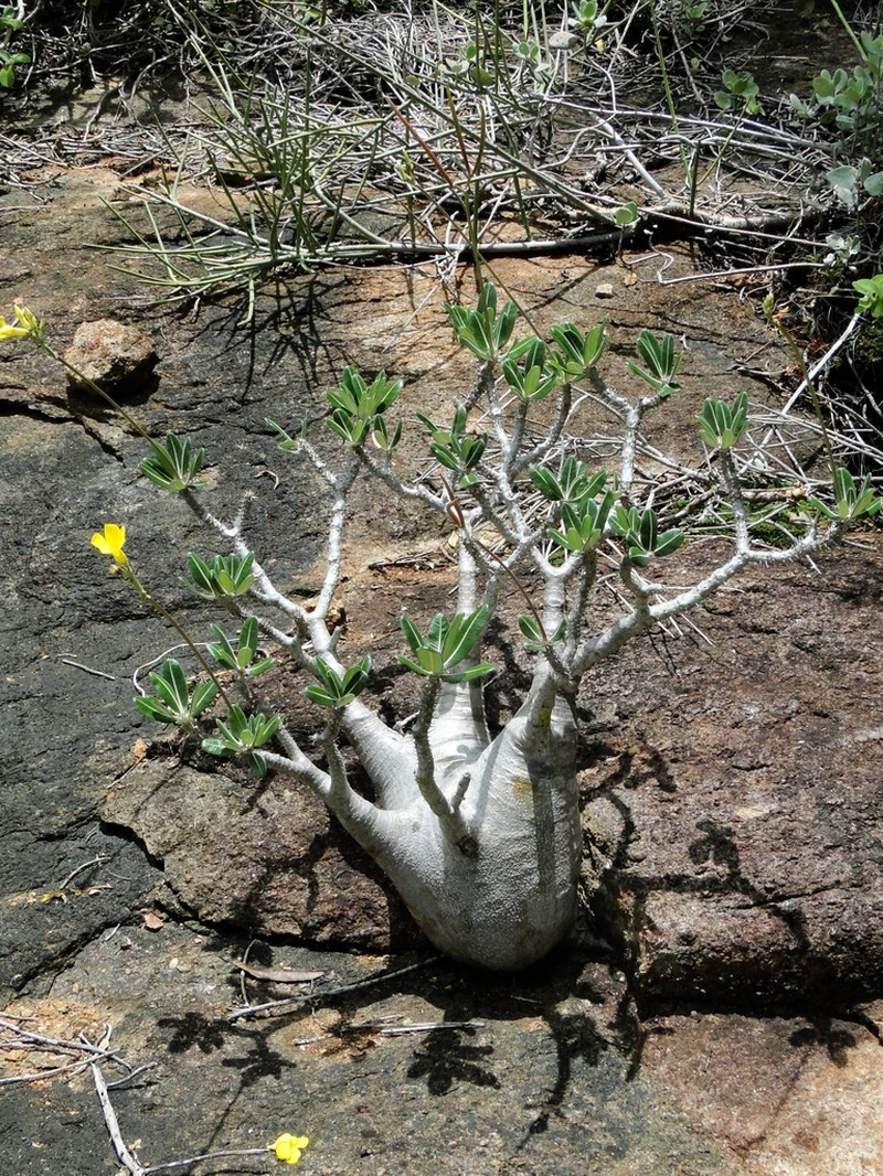 Pachypodium stenanthum