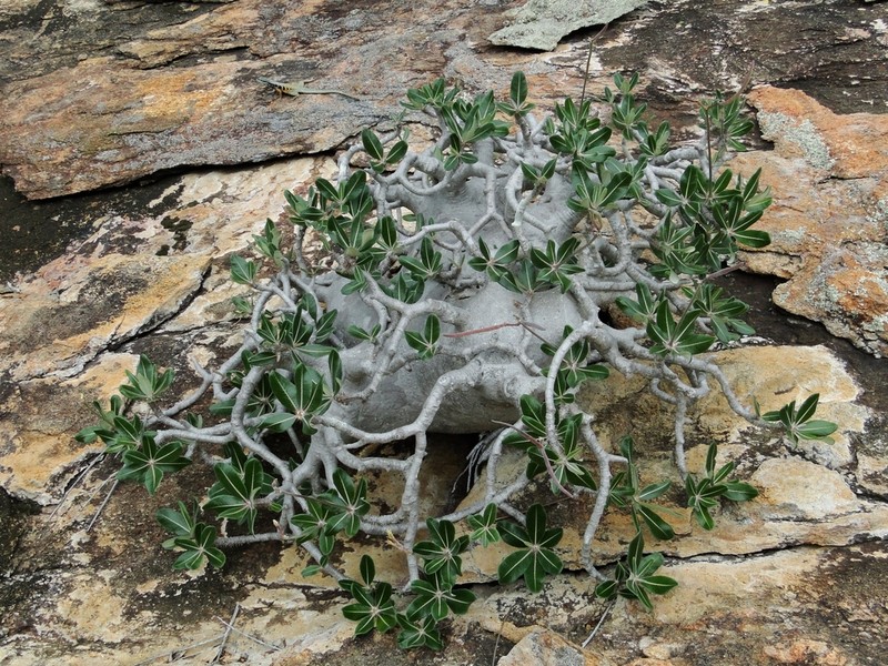 Pachypodium stenanthum photo 2