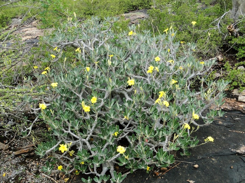 Pachypodium stenanthum photo 3