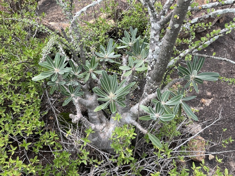 Pachypodium stenanthum photo 4