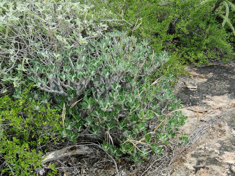Pachypodium stenanthum photo 5