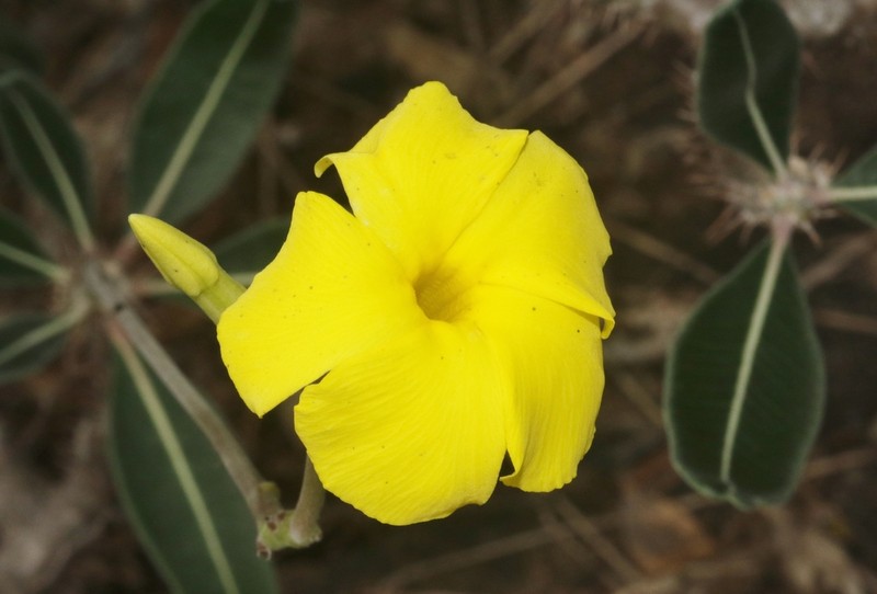 Pachypodium stenanthum photo 6