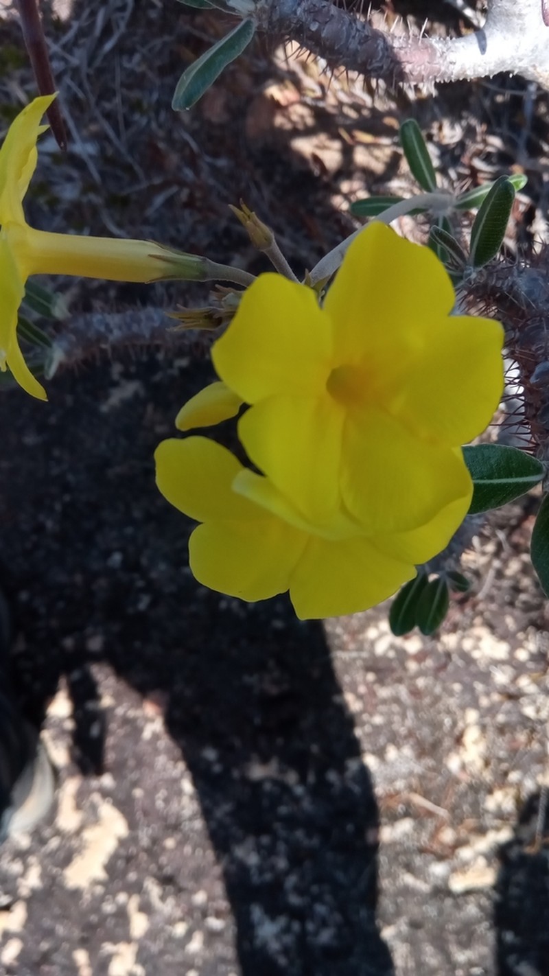 Pachypodium stenanthum photo 7
