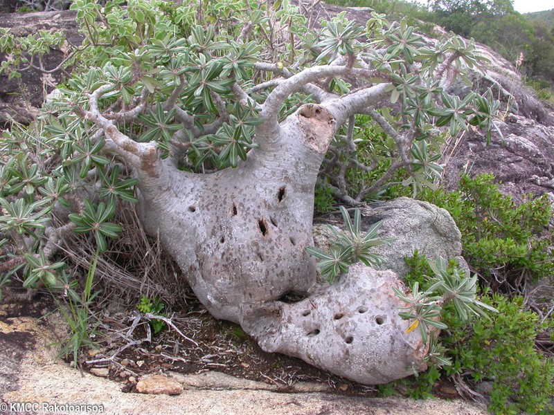 Pachypodium stenanthum photo 8