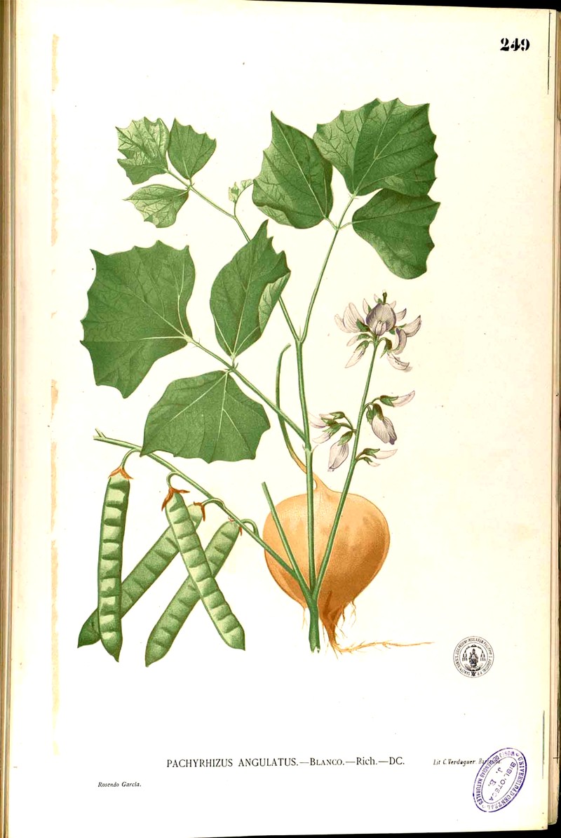 Yam Bean photo 4