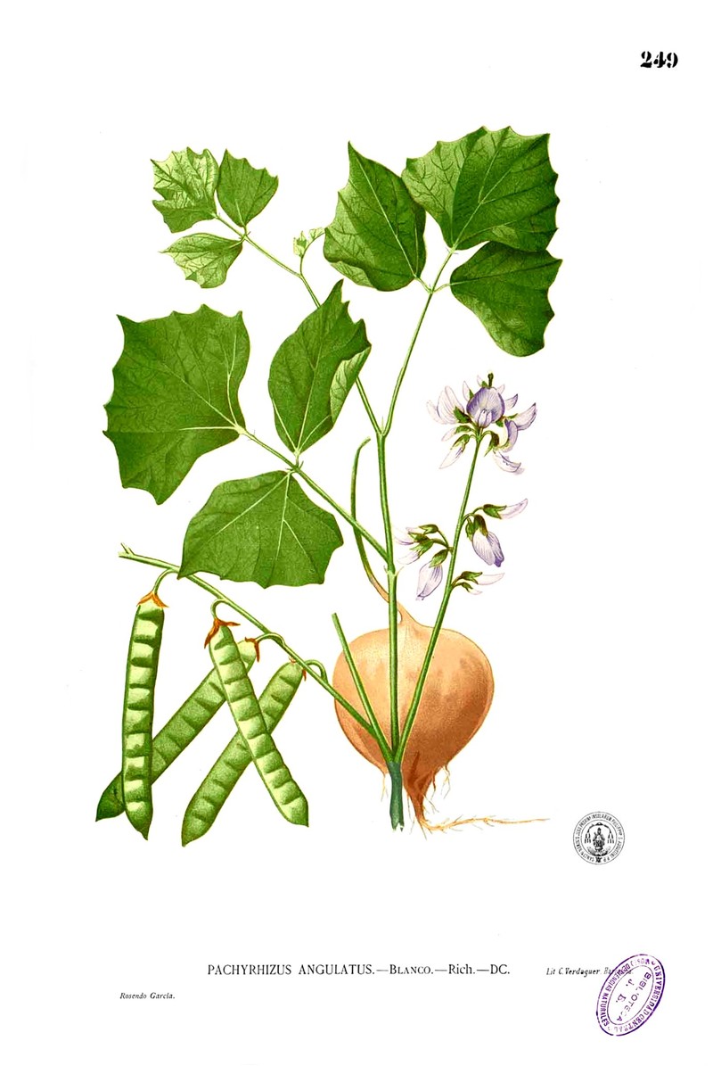 Yam Bean photo 5