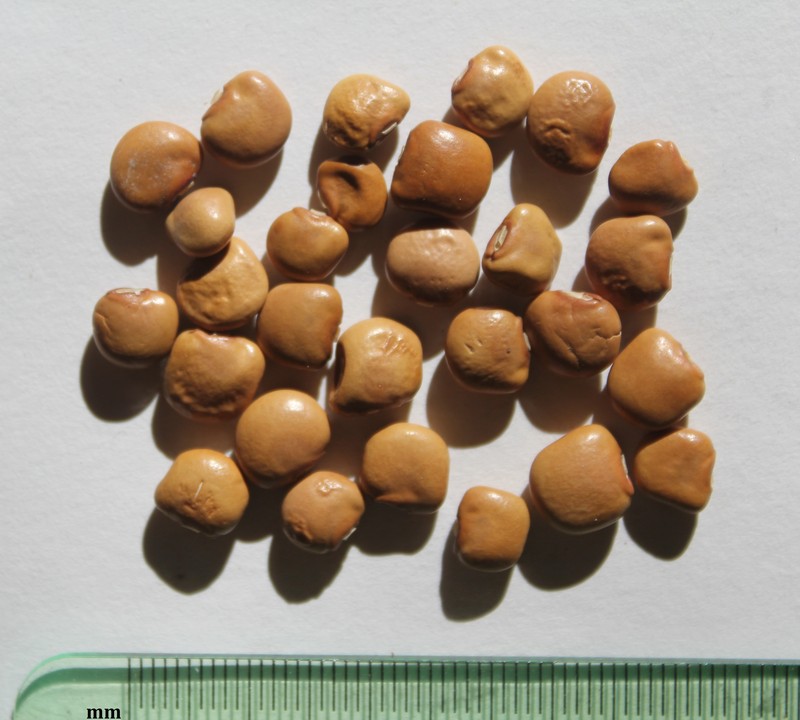 Yam Bean photo 6