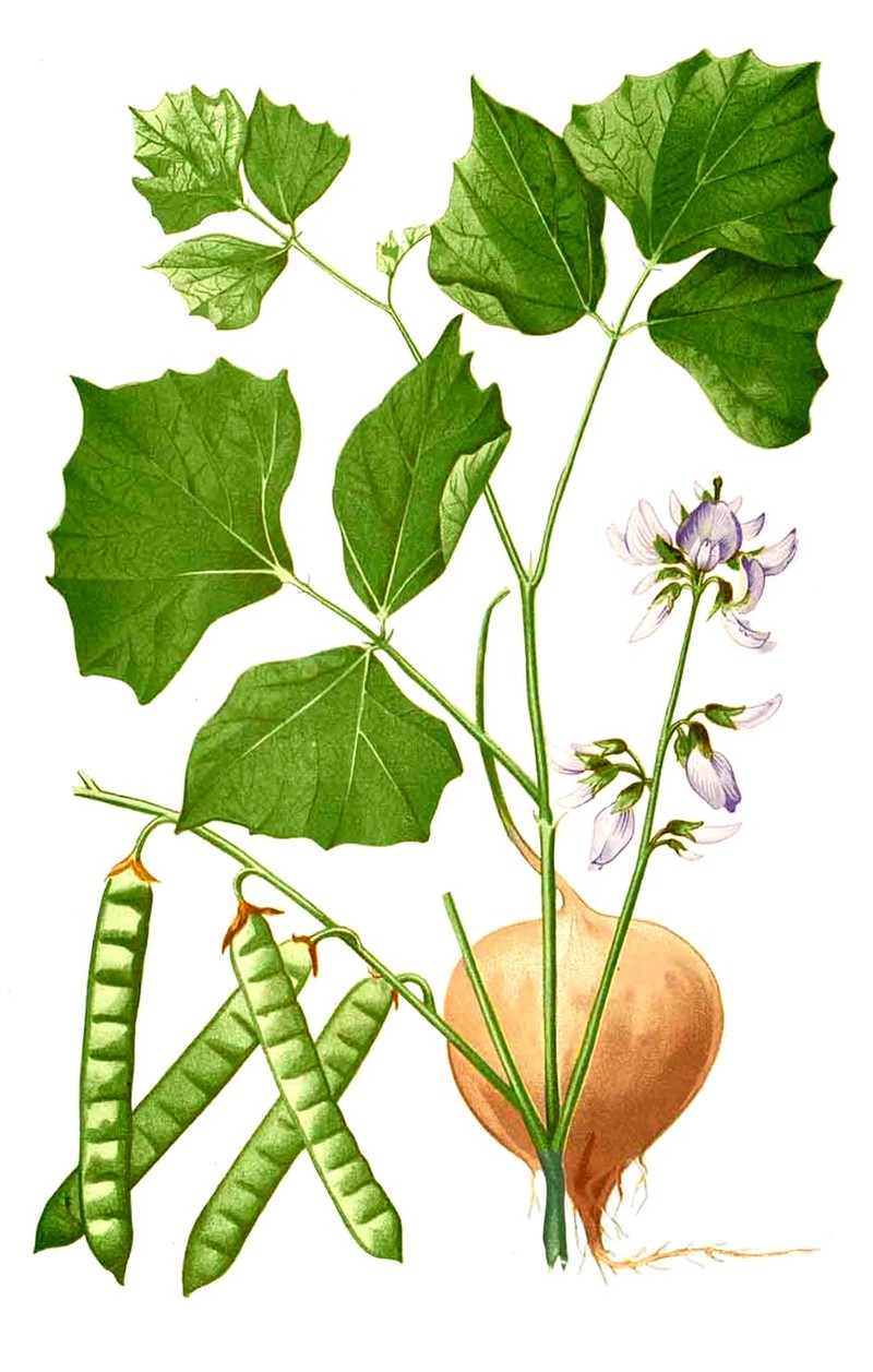Yam Bean photo 2