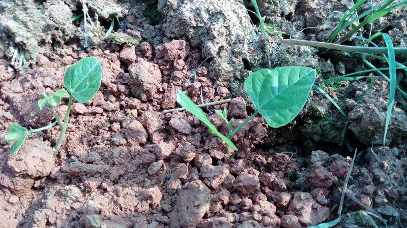 Yam Bean photo 3