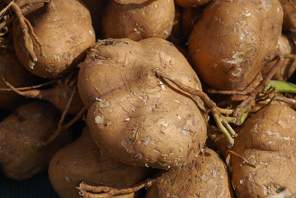 Yam Bean photo 7