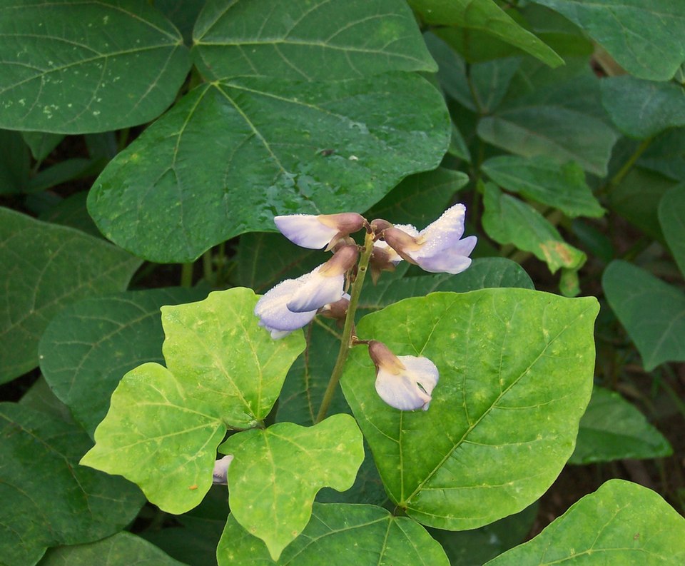 Yam Bean photo 8
