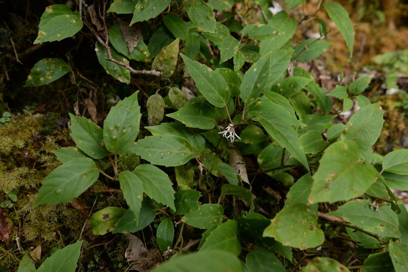 Pachysandra axillaris photo 2