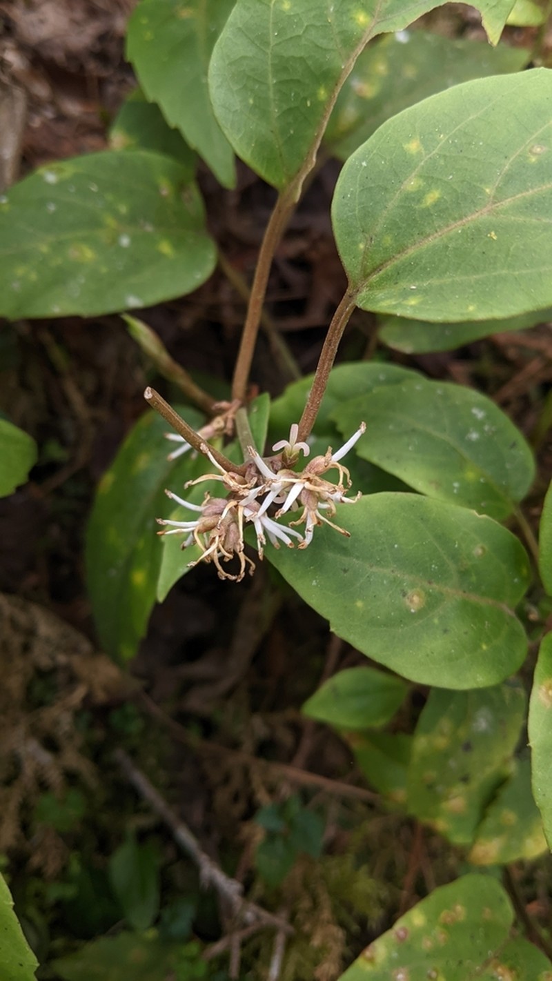 Pachysandra axillaris photo 3