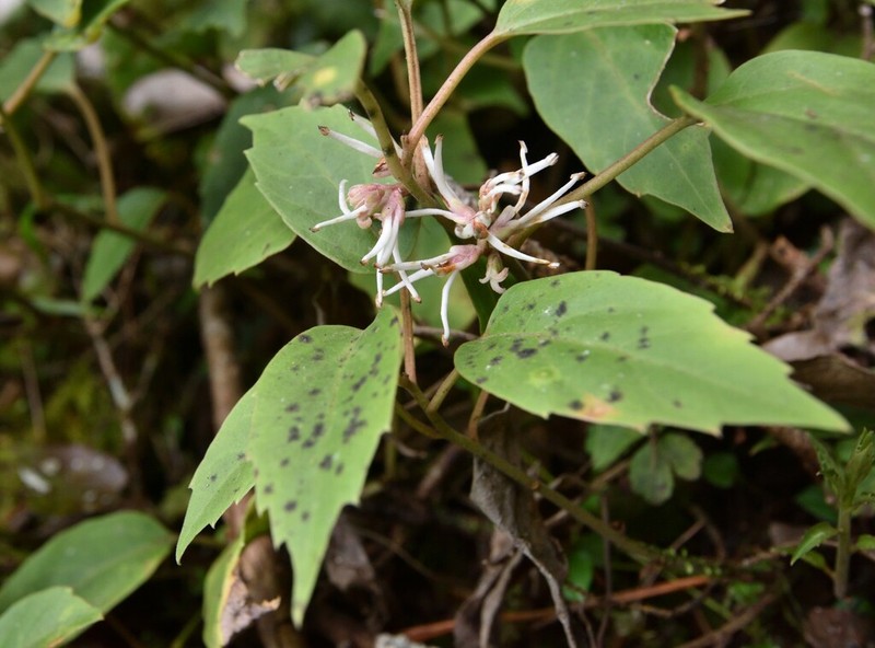 Pachysandra axillaris photo 4