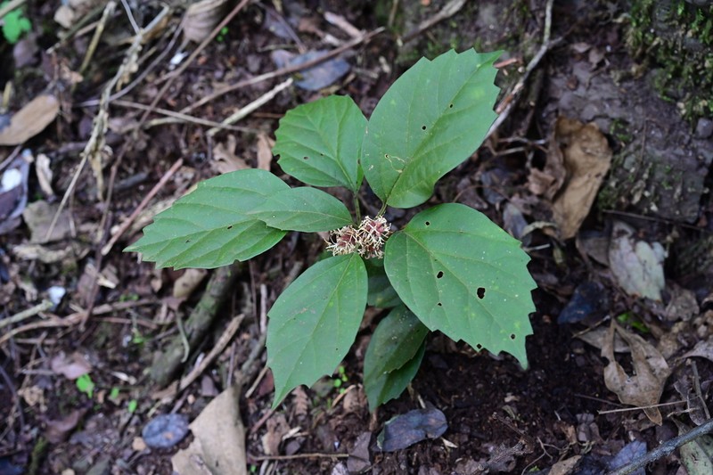 Pachysandra axillaris photo 5
